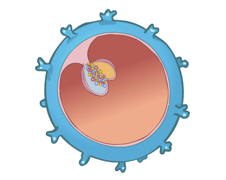 celules-mare-ips02