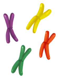 cromosomas