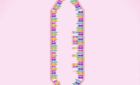 lavida-cromosomas3d_2